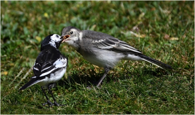 Pied Wagtail Feeding
